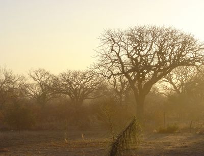 Farbfotografie eines Baumes in der Savanne