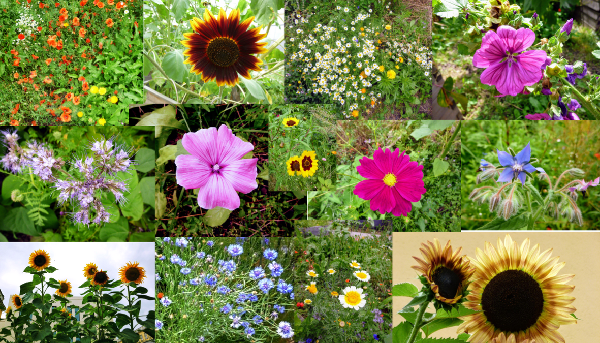 Wild- und Gartenblumen - Ein Schmaus für Insekten und das Menschenauge