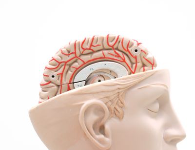 Abbildung eines medizinischen Gehirnmodells aus Kunststoff.