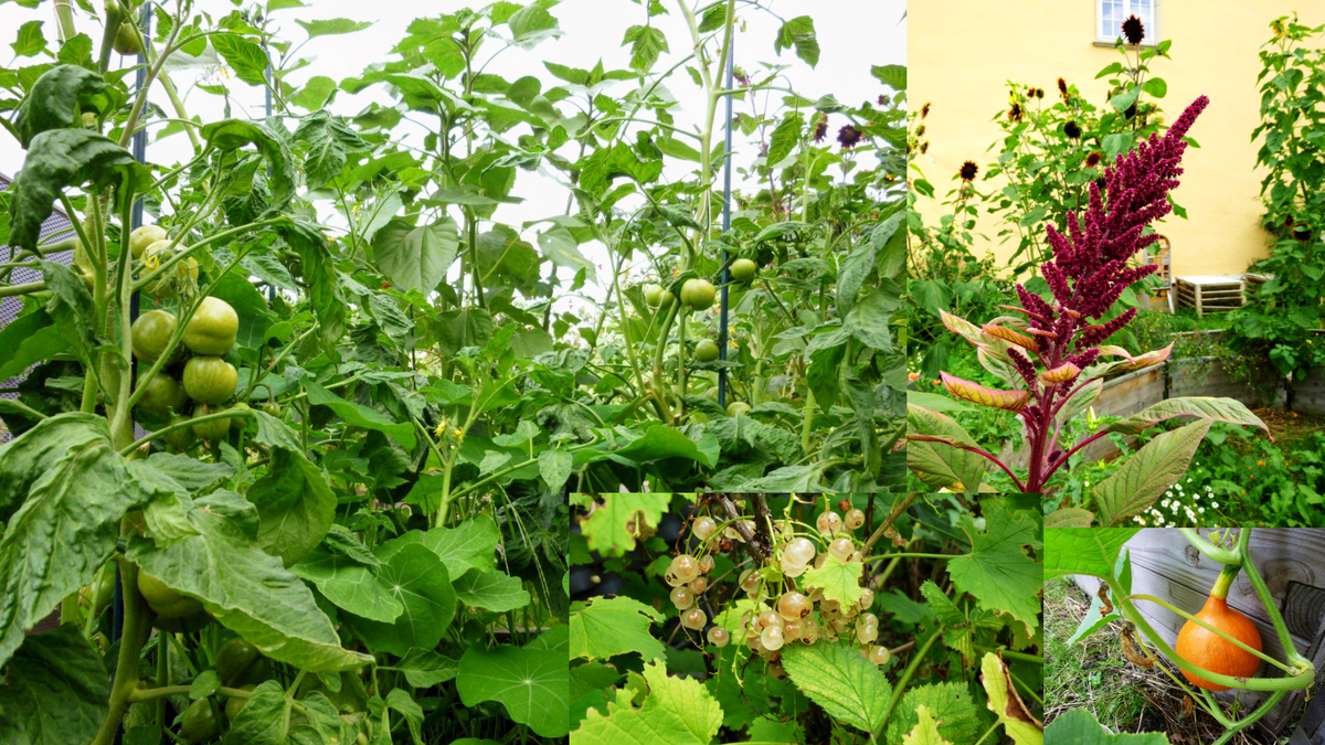 enlarge the image: Tomaten, Amaranth, Johannisbeeren, Hokkaido-Kürbis