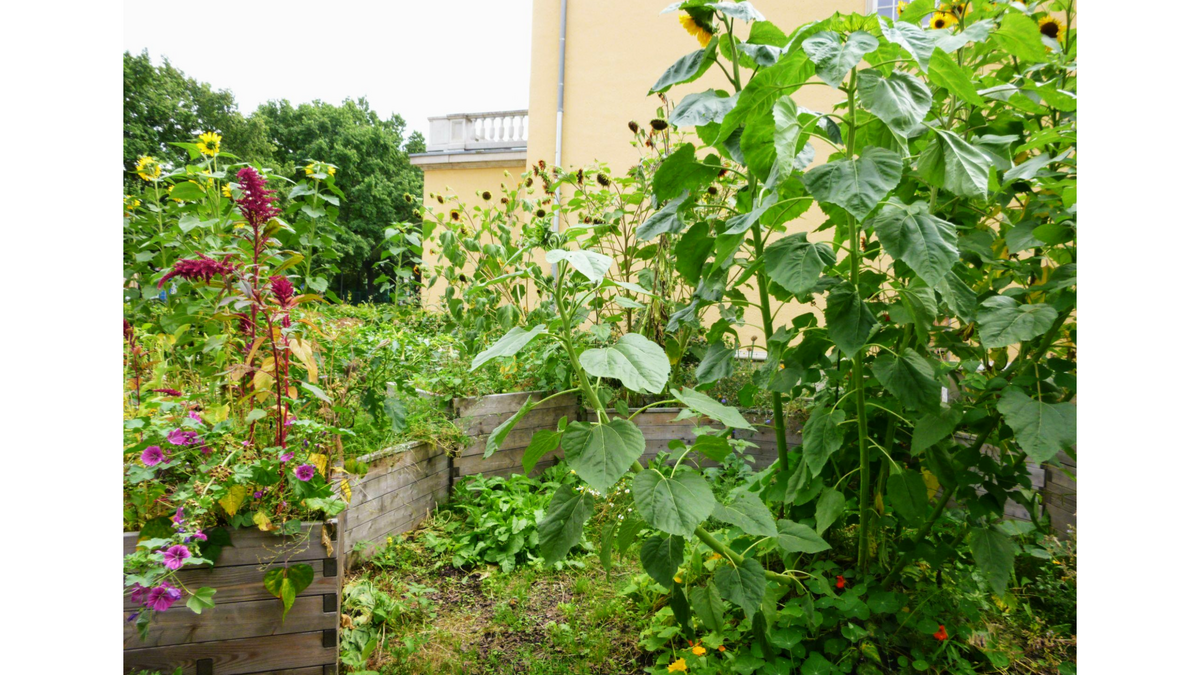 zur Vergrößerungsansicht des Bildes: Der Schulgarten im August